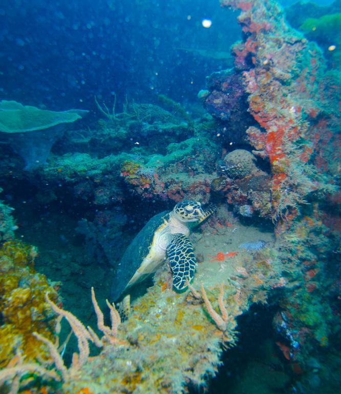 Chindonan Dive And Beach Resort Coron Exterior photo